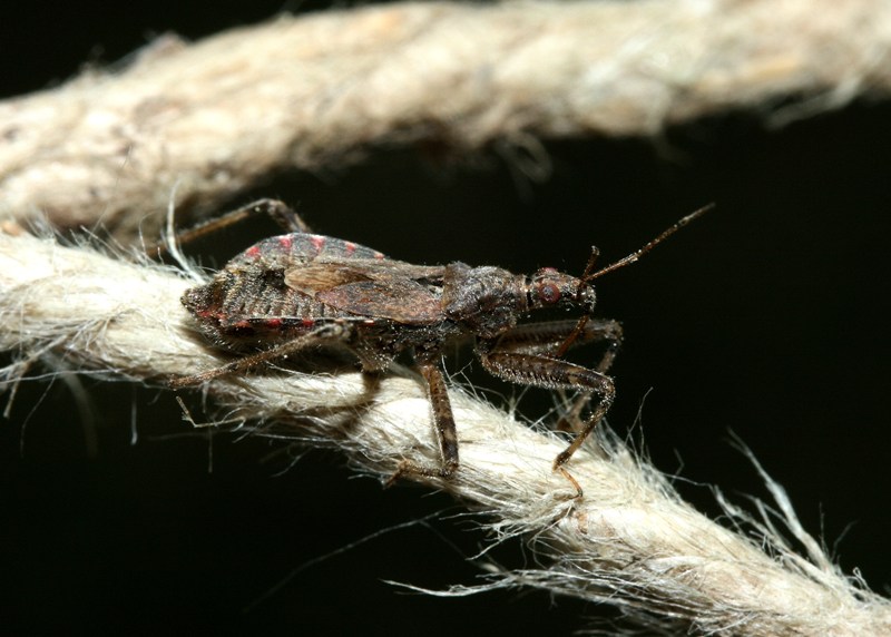 Nabidae di casa: Himacerus e Aptus del Piemonte